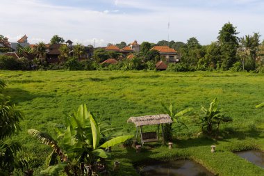 Ubud, Bali, Endonezya yakınlarındaki kırsal bölgelerde geleneksel evleri olan pirinç tarlaları