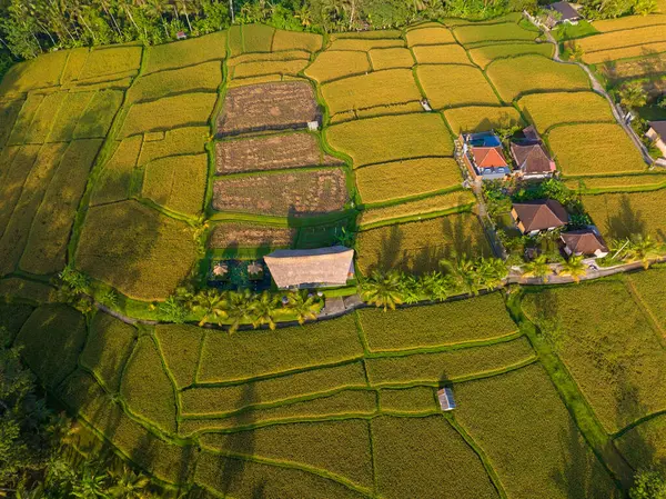 Рисовые Поля Традиционными Домами Сельской Местности Недалеко Убуда Бали Индонезия — стоковое фото