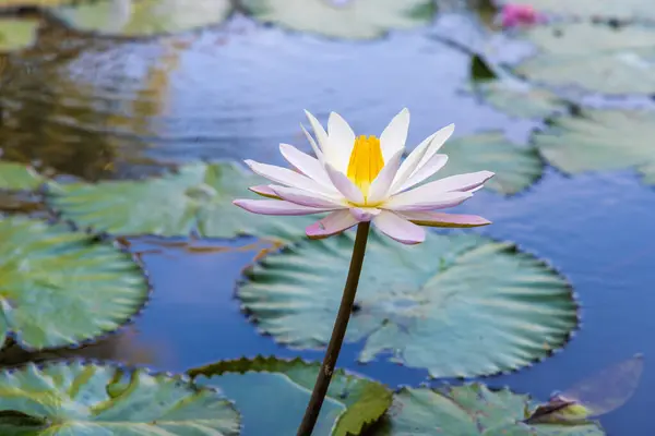 Water Lily Pond Bali Indonesia — Stock Photo, Image