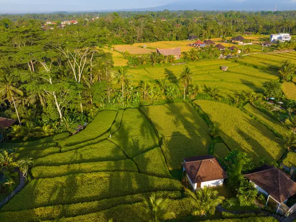 Рисовые Поля Традиционными Домами Сельской Местности Недалеко Убуда Бали Индонезия — стоковое фото