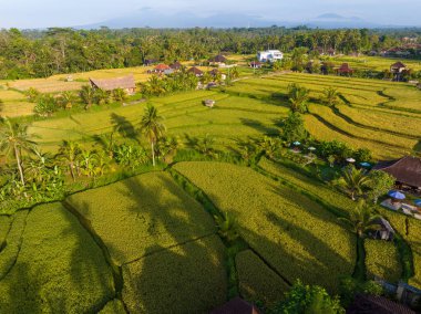 Ubud, Bali, Endonezya yakınlarındaki pirinç tarlalarının havadan görünüşü