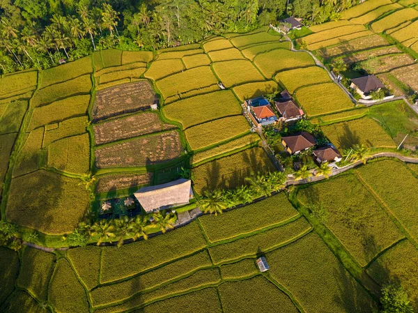 Вид Воздуха Рисовые Поля Вблизи Убуда Бали Индонезия — стоковое фото