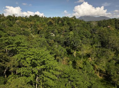 Bali, Endonezya 'daki ormanın havadan görünüşü