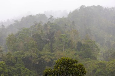 Bereketli tropikal bir ormanda yağmur, Bali, Endonezya