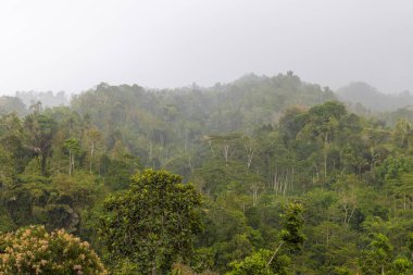 Bereketli tropikal bir ormanda yağmur, Bali, Endonezya