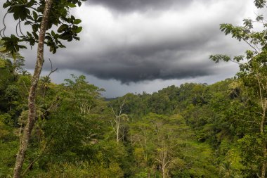 Bereketli tropikal ormanlarda fırtına bulutları, Bali, Endonezya