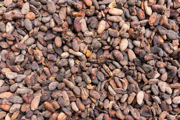 Cacao seeds drying, Bali, Indonesia