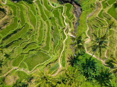 Bali, Endonezya 'daki Tegalalang Rice Terrace' ın havadan görünüşü