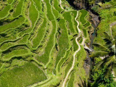 Bali, Endonezya 'daki Tegalalang Rice Terrace' ın havadan görünüşü