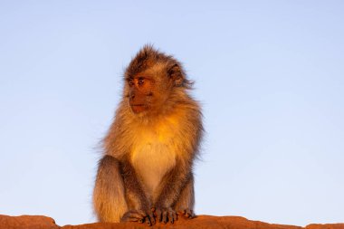 Yengeç yiyen makak (Macaca fascicularis), Batur Dağı 'ndaki uzun kuyruklu makak olarak da bilinir.