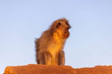 Yengeç yiyen makak (Macaca fascicularis), Batur Dağı 'ndaki uzun kuyruklu makak olarak da bilinir.