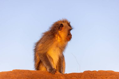 Yengeç yiyen makak (Macaca fascicularis), Batur Dağı 'ndaki uzun kuyruklu makak olarak da bilinir.