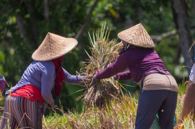 Pirinç hasadı Tegalagang pirinç teraslarında, Bali