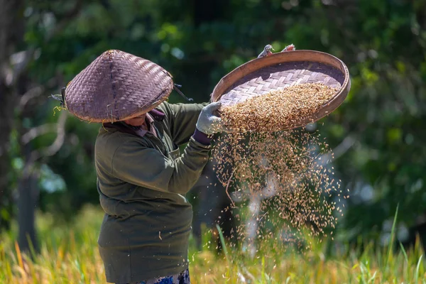 Pirinç hasadı Tegalagang pirinç teraslarında, Bali