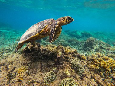 Endonezya, Gili Meno yakınlarındaki mercan resifinden bir deniz kaplumbağası.
