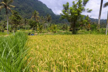Endonezya 'nın Bali bölgesindeki pirinç tarlaları