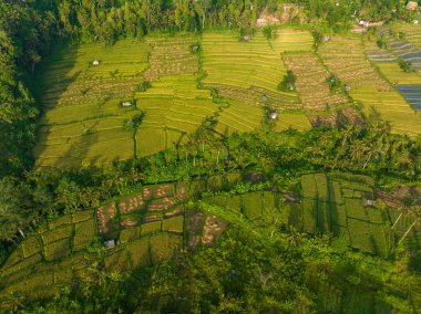 Endonezya 'nın Bali bölgesindeki pirinç tarlalarının havadan görünüşü
