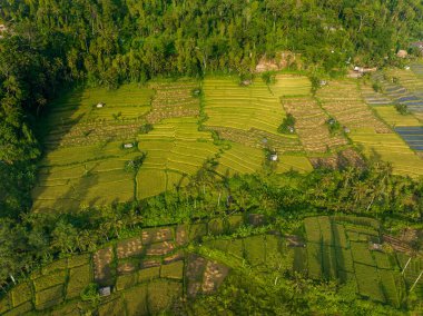 Endonezya 'nın Bali bölgesindeki pirinç tarlalarının havadan görünüşü