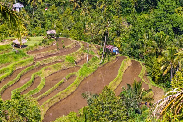 Вид Воздуха Рисовые Террасы Бали Возле Водопада Секумпул Индонезия — стоковое фото