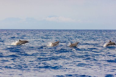 Lovina, Bali, Endonezya yakınlarındaki denizde yunuslar
