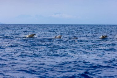 Lovina, Bali, Endonezya yakınlarındaki denizde yunuslar