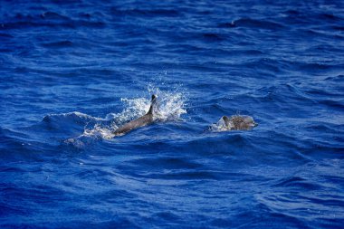 Lovina, Bali, Endonezya yakınlarındaki denizde yunuslar