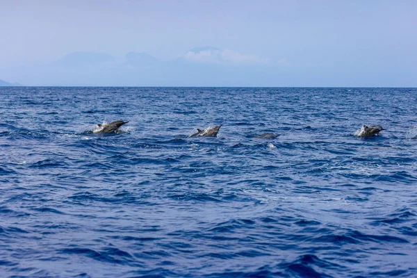 Lovina, Bali, Endonezya yakınlarındaki denizde yunuslar