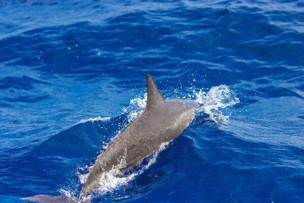 Dolphins in the sea near Lovina, Bali, Indonesia