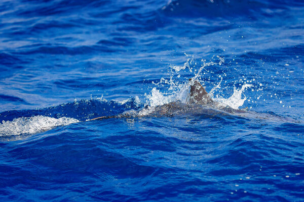 Dolphins in the sea near Lovina, Bali, Indonesia