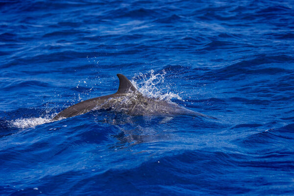 Dolphins in the sea near Lovina, Bali, Indonesia