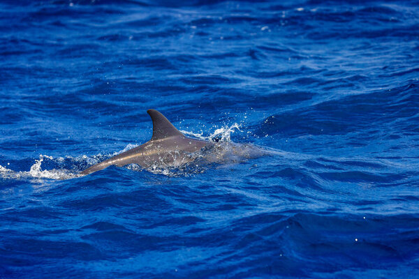 Dolphins in the sea near Lovina, Bali, Indonesia