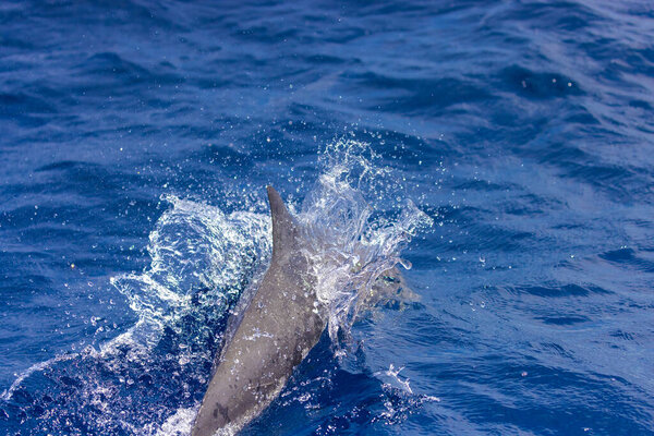 Dolphins in the sea near Lovina, Bali, Indonesia