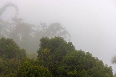 Sis ve bulutlarda yoğun orman, Munduk, Endonezya yakınlarında Bali dağları