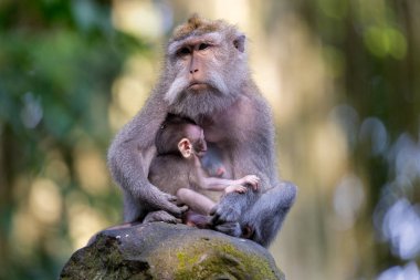 Bir anne ve yengeç yiyen makakanın (Macaca fascicularis) bir bebeği, ayrıca uzun kuyruklu makak, Maymun Ormanı Ubud, Bali