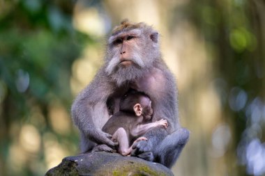 Bir anne ve yengeç yiyen makakanın (Macaca fascicularis) bir bebeği, ayrıca uzun kuyruklu makak, Maymun Ormanı Ubud, Bali