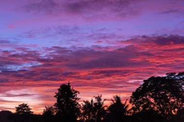 Ağaç siluetleriyle gün batımı, Bali, Endonezya