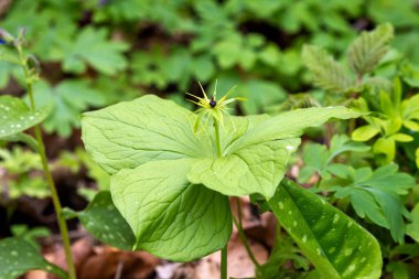 Paris kuadrifolia çiçeği, bitki-Paris ya da gerçek aşığın düğümü.