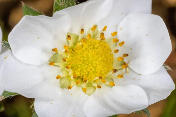 Extreme Close Flower Fragaria Vesca Commonly Called Wild Strawberry Woodland — Stock Photo, Image