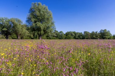 The meadow with Silene flos-cuculi and Ranunculus flowers and distant trees clipart
