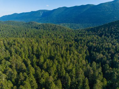 Hırvatistan 'ın Velebit Dağı eteğindeki sık ormanın havadan görünüşü