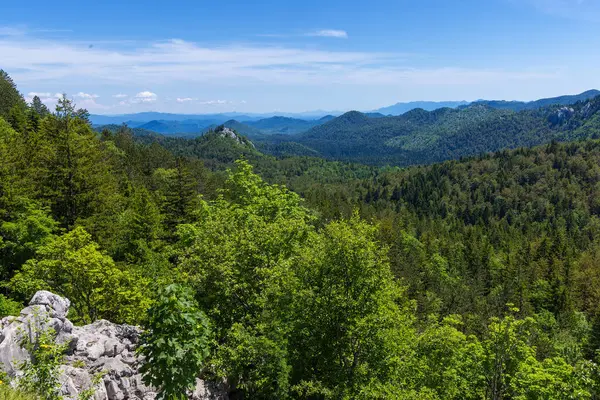 stock image Dense forest on the foothill of the Velebit Mountain, Croatia