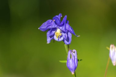 Aquilegia nigrican çiçekleri, Bulgar çakmağı