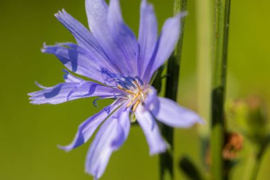 Yaygın hindibanın çiçeği (Cichorium intybus) 