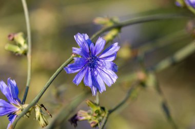 Yaygın hindibanın çiçeği (Cichorium intybus) 