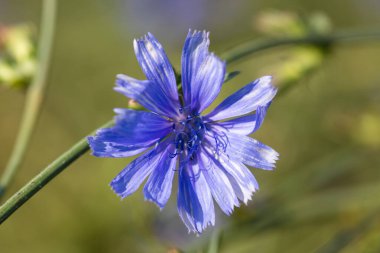 Yaygın hindibanın çiçeği (Cichorium intybus) 