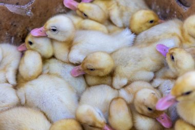 Köy pazarındaki bir kutuda küçük ördek yavruları