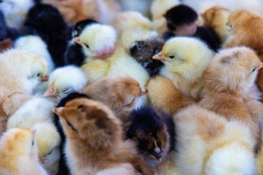 Markette bir kutuda küçük tavuklar