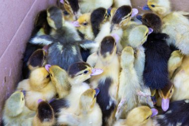 Köy pazarındaki bir kutuda küçük ördek yavruları