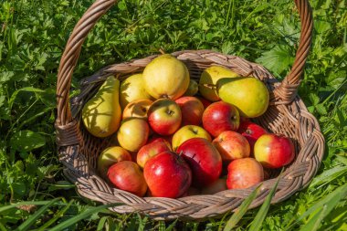 Hasır bir sepetteki ev çiftliğinden elmalar ve armutlar