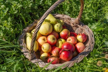 Hasır bir sepetteki ev çiftliğinden elmalar ve armutlar